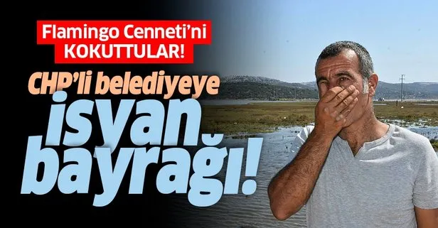 Flamingo Cenneti’ni kokuttular! Mahalleli CHP’li belediyeye isyan bayrağını çekti