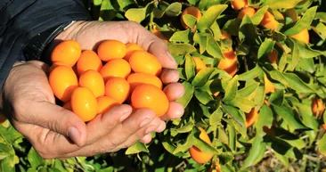 Kilosu 25 TL! İtalyanlar kamkata talip oldu
