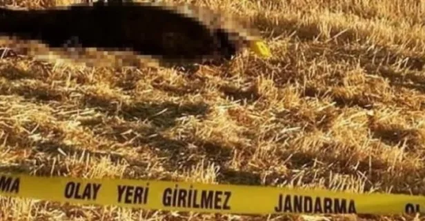 Kocaeli'de korkunç olay! Tarlada ceset bulundu