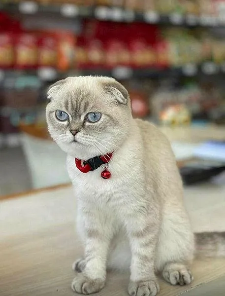 esenyurtta-silahli-kedi-kavgasi-yoldan-gecen-motokurye-yaralanadi-1695382106533.jpeg Esenyurt'ta silahlı "kedi" kavgası: Yoldan geçen motokurye yaralandı-2