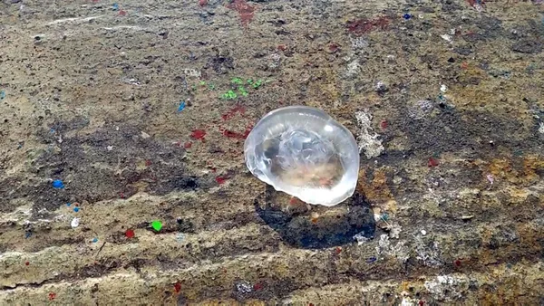 marmara-denizinde-korkutan-manzara-musilajdan-sonra-simdi-de-deniz-anasi-1639142203937.jpg Marmara Denizi'nde korkutan manzara! Müsilajdan sonra şimdi de deniz anası-10