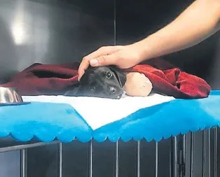 Şikayetçi değiliz!