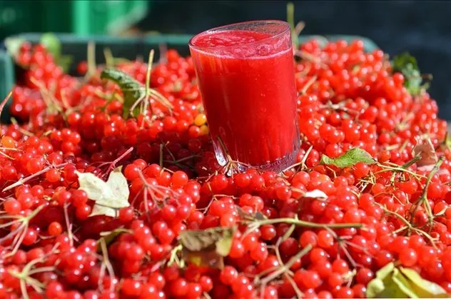 Gilaburu meyvesinin faydaları kanıtlandı (Gilaburu nedir? Gilaburu bitkisi neye yarar?)