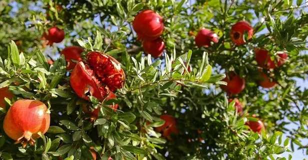 Gribe karşı nar mucizesi: Antioksidan deposu!