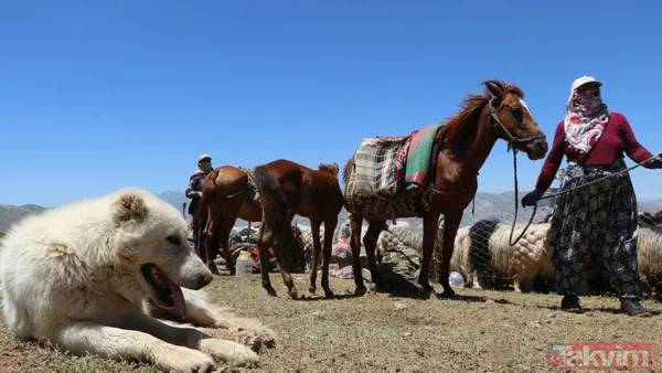 Hakkari'de berivanlar her gün süt sağmak için at sırtında 10 kilometre yolculuk yapıyor - 12