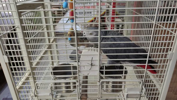 sakaci-papagan-haluk-taklit-hunerleriyle-sokaktan-gecenleri-kandiriyor-1631271364428.jpg Şakacı papağan 'Haluk' taklit hünerleriyle sokaktan geçenleri kandırıyor-5