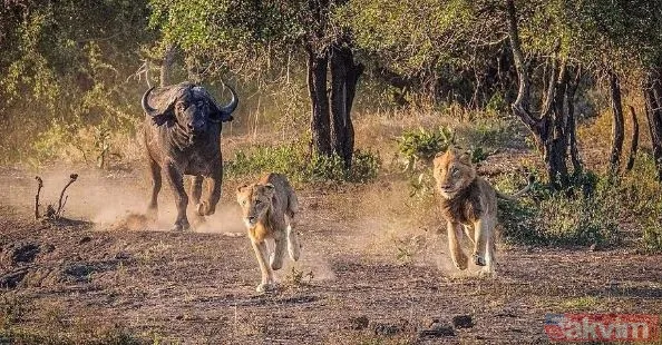 Ava giderken avlandı! Bir anda bufaloların arasında kalan aslanın zor anları (Aslan - Bufalo kavgası) - 11