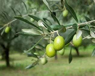 Rüyada zeytin ağacı görmek ne anlama gelir?