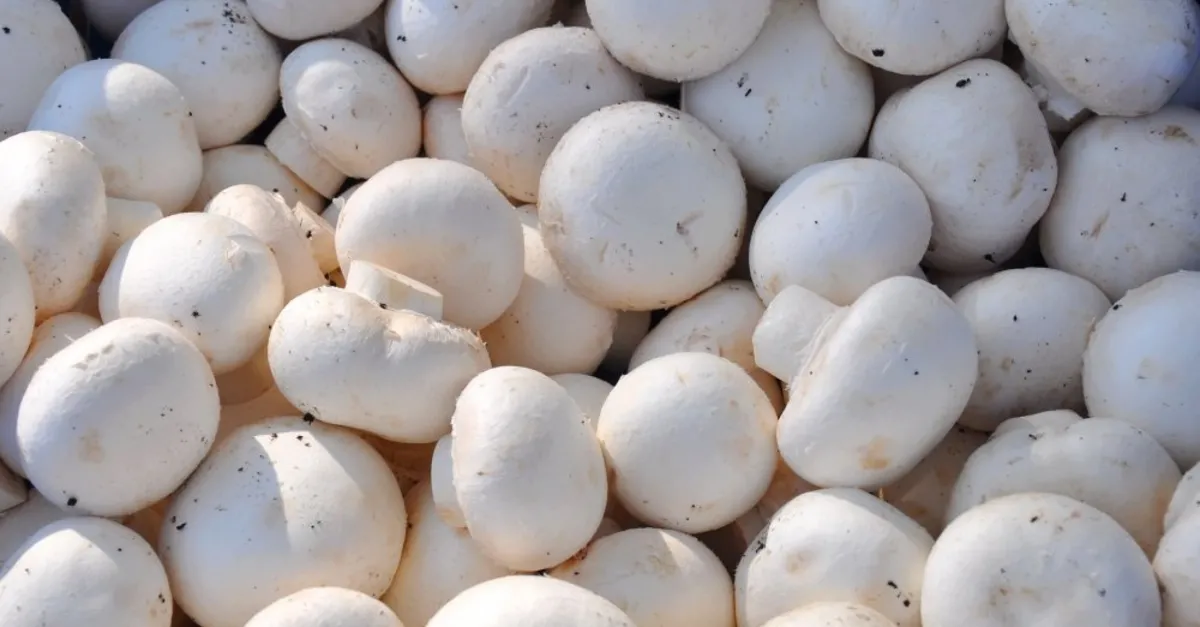 evde mantar yetistiriciligi nasil