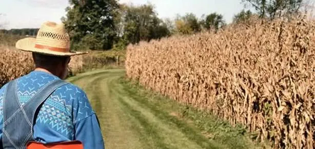 Çiftçiye 584 milyon lira