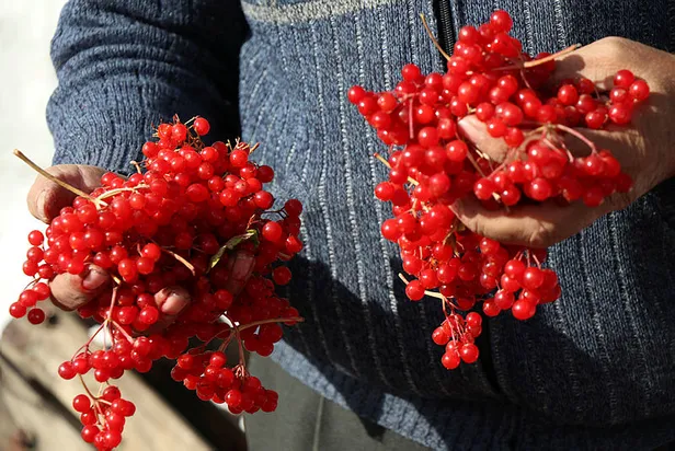 Gilaburu meyvesinin faydaları kanıtlandı (Gilaburu nedir? Gilaburu bitkisi neye yarar?)-3