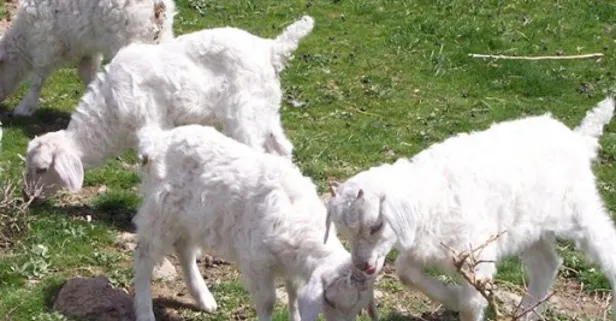 6 Eylül KPSS 2020 lisans sınavı soru ve cevapları - Tiftik keçisi nerede yetişir?