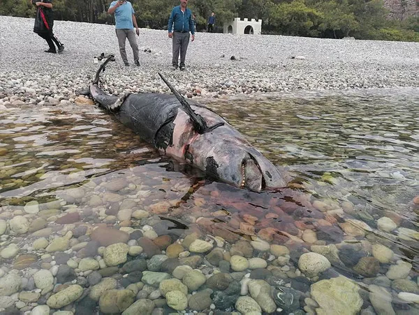 Türkiye'de bir ilk! Antalya'da şoke eden olay! 5 metre boyunda 2 ton ağırlığında!-2