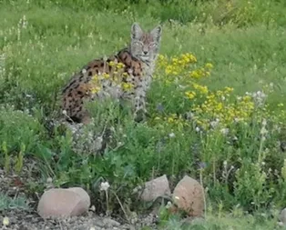 Bu kez yakından görüntülendi