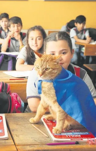 Öğrencilerden kedi Tombi'ye duygusal veda