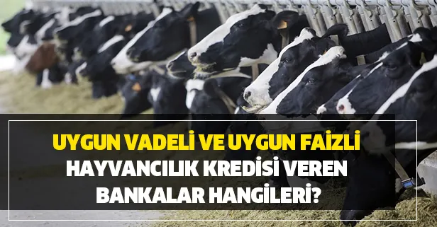 Hayvancılık kredisi başvurusu nasıl yapılır? İşte istenen evraklar