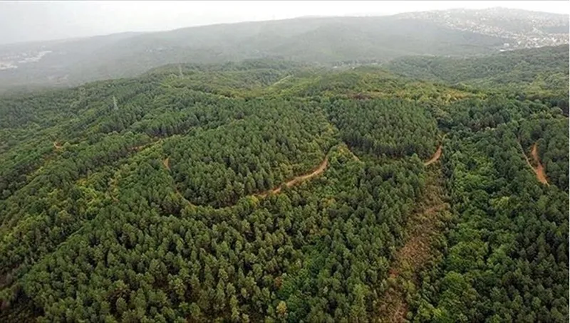 samsun-valiliginden-vatandaslara-uyari-ormanlik-alanlara-girmek-yasaklandi-1718053120335.jpeg