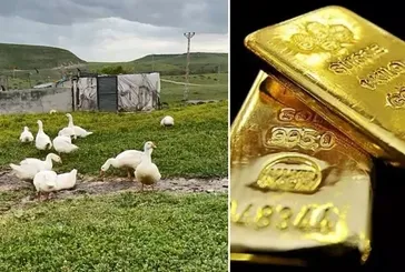 Köylüler gram altın yerine bunu biriktiriyor! Bir tanesiyle 4500 TL kazanıyorlar