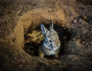 Herkes tavşan deliği sanıyordu... Gerçeği görenler gözlerine inanamadı!
