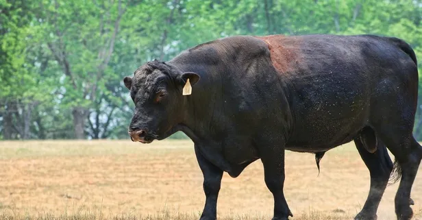 Anguslar denizleri aştı