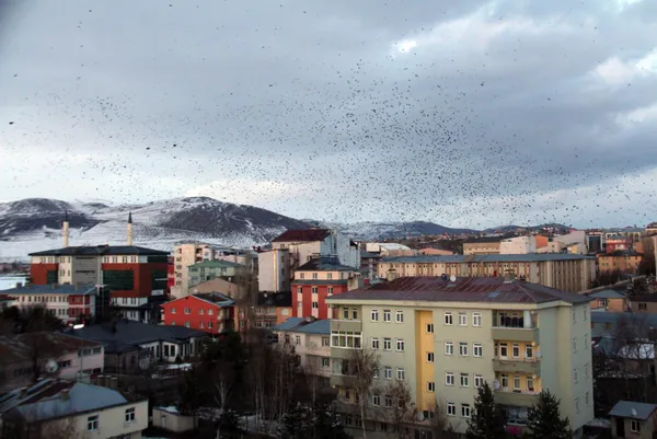 sehri-istila-ettiler-ardahanda-kargalar-korku-filmlerini-aratmiyor-1612940822983.jpg Şehri istila ettiler! Ardahan'da kargalar korku filmlerini aratmıyor-3