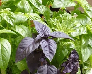 Fesleğenle aşka gel!