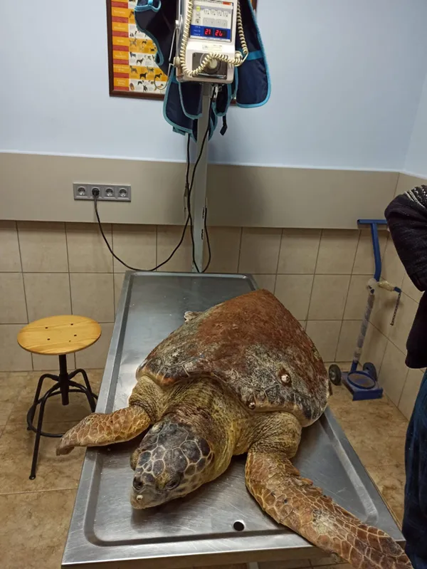 antalya-finikede-basindan-zipkinla-vurulmus-halde-bulunan-carette-caretta-tedavi-altina-alindi-1606127061727.jpg Antalya Finike'de başından zıpkınla vurulmuş halde bulunan carette caretta tedavi altına alındı-6