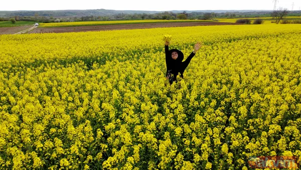 Trakya'da kanola yerini tekrar ayçiçeğe bıraktı - 8