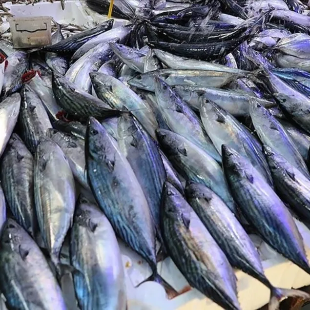 Karakulak ye sağlık olsun!