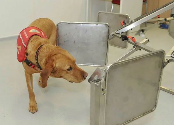 "Arama köpekleri kanser teşhisinde kullanılabilir"-1