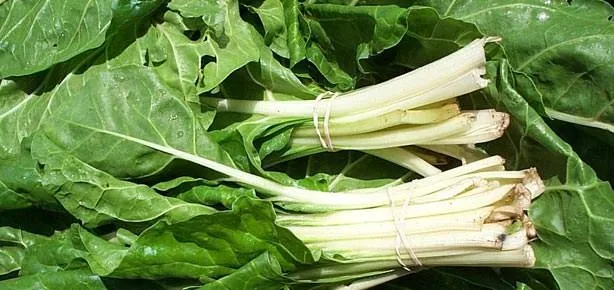 İnatçı öksürüğe pazı