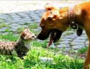 Pitbull ile kedinin dosluğu