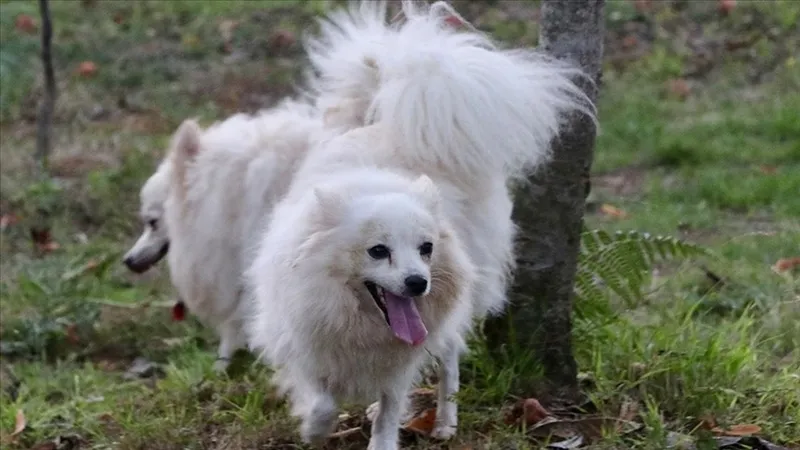 kopekler-gece-neden-havlar-iste-herkesin-merak-ettigi-o-cevap-1726148066712.jpg Köpekler gece neden havlar? İşte herkesin merak ettiği o cevap-3