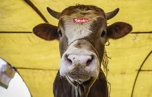 Kurban Bayramı ne zaman 2021? Kurban Bayramı'na kaç gün kaldı? Bayram tatili özel sektör için kaç gün oldu?