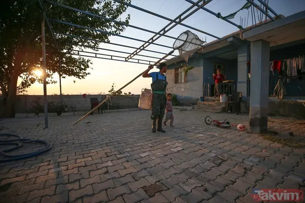 Günlük 900 lira kazanıyorlar! Türkiye'nin birçok ilinden toplanan kurbağalar Avrupa'ya ihraç ediliyor - 8