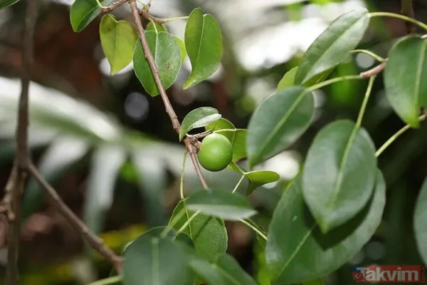 Dünyanın en tehlikeli ağacı! Dallarının altında durmak bile öldürebilir - 8