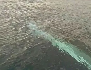 15 metrelik balina görüntülendi
