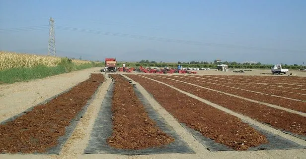 Koronaya rağmen o üründe ihracat 500 milyon doları aştı