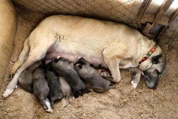 sadakatiyle-bilinen-kangal-kopegi-koyunun-basinda-iki-gun-bekledi-1621673210467.jpg Sadakatiyle bilinen Kangal köpeği koyunun başında iki gün bekledi-3