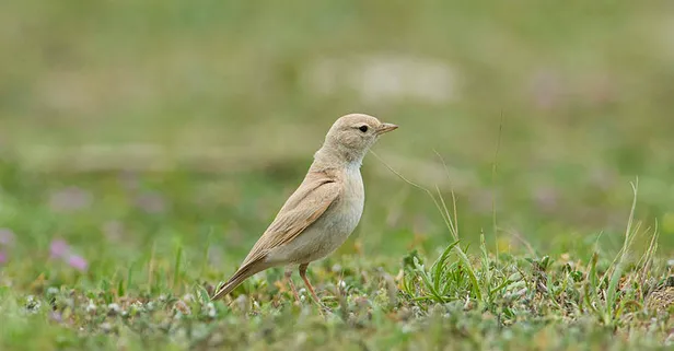 Türkiye’de ilk kez 'Küçük Çöl Toygarı’ görüldü