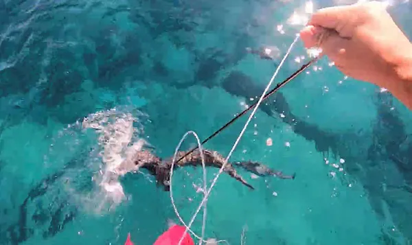 balon-baligi-az-kalsin-cekim-yapan-dalgicin-parmagini-kopariyordu-1593006232617.jpg Balon balığı az kalsın çekim yapan dalgıçın parmağını koparıyordu-1