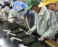 Yeşil çay yaprakları 15 bin 400 dolara satıldı