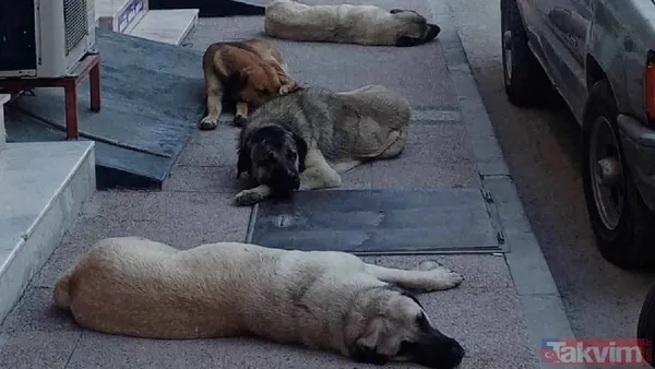 Başıboş sokak köpeği sorununa tarihsel bakış! Atatürk dönemindeki Resmi Gazete'de 'umumi mücade' vurgusu - 14