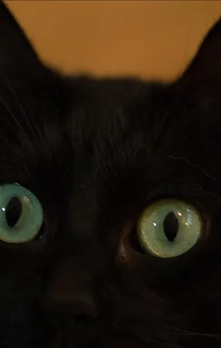 Rüyada kara kedi görmek ne anlama gelir?