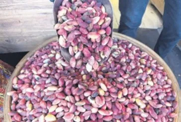 Taze Antep fıstığı tezgahta: 500 TL