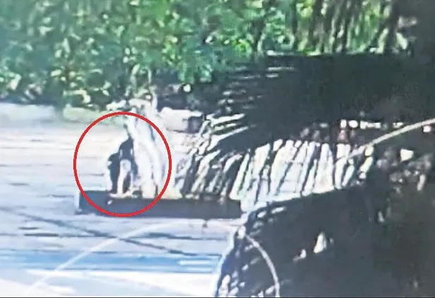 CHP'den yarım asırlık ağaca görülmemiş düşmanlık! Asit dökerek kuruttular-2