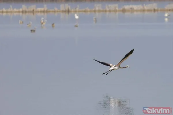 Minik allı turnalar (flamingolar) uçmayı İzmir Kuş Cenneti'ndeki doğal kreşte öğreniyorlar - 7