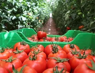 Burdur’daki yayla domatesine talep arttı