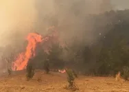 Adanada orman yangını kontrol altına alındı