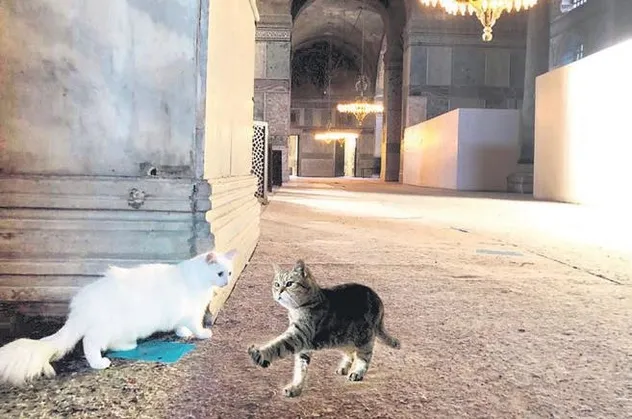 Gli’ye beyaz Kılıç